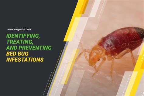 The True Cost Of Treating A Bed Bug Infestation Bedbugs