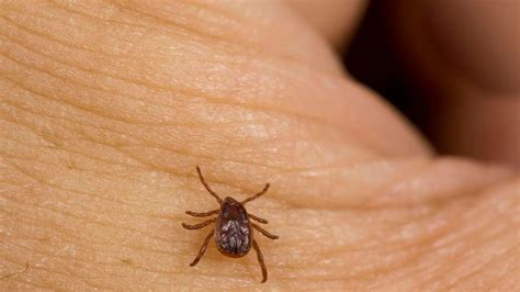 Tick Vs Bed Bug Everything You Need To Know Forbes Home