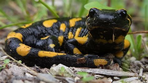 Tiger Salamander Attraction Central Florida Zoo Animals