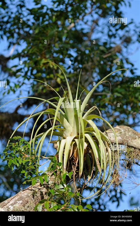 Tillandsia In Florida