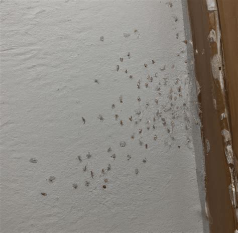 Tiny White Bugs: Fast Removal Solutions