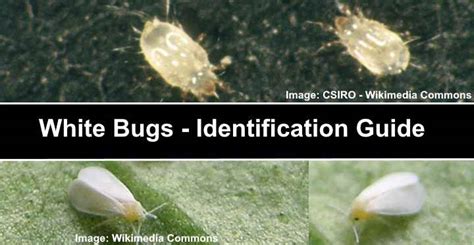 Tiny White Bugs: Identify And Eliminate