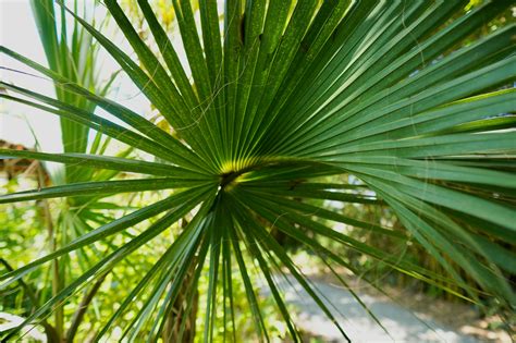 Tips For Growing And Caring For The Hardy Saw Palmetto Plant Tips