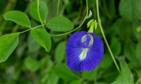 Tips For Growing The Magical Butterfly Pea Flower The Habitat