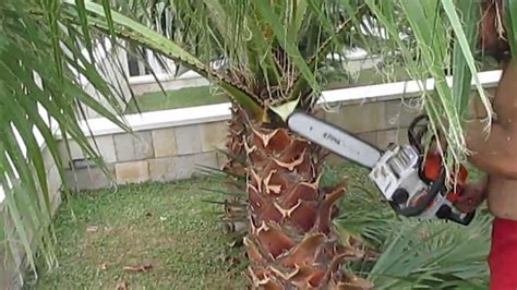 To Trim Or Not To Trim Should I Trim My Palm Trees Lawn Care