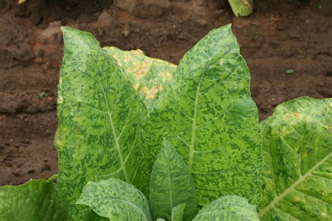 Tobacco Mosaic Virus