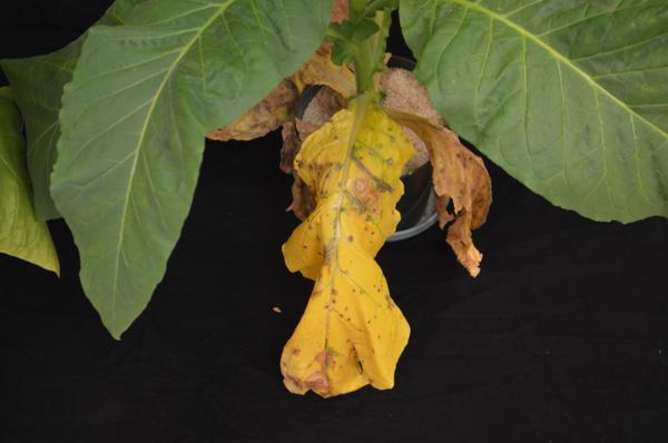 Tobacco Phosphorus P Deficiency Nc State Extension Publications