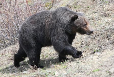 Tom Hince Adventures With Birds Amp Other Stuff Alberta Bears