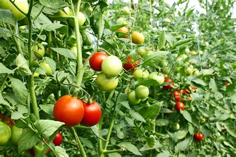 Tomato Sowing Growing And Harvesting Tomatoes Video