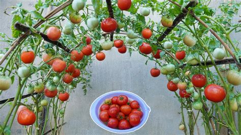 Tomatoes: Grow Perfect Fruit Easily