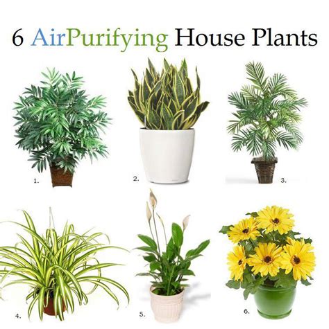 Top 10 Air Purifying Indoor Plants For Decoration Nasa Approved