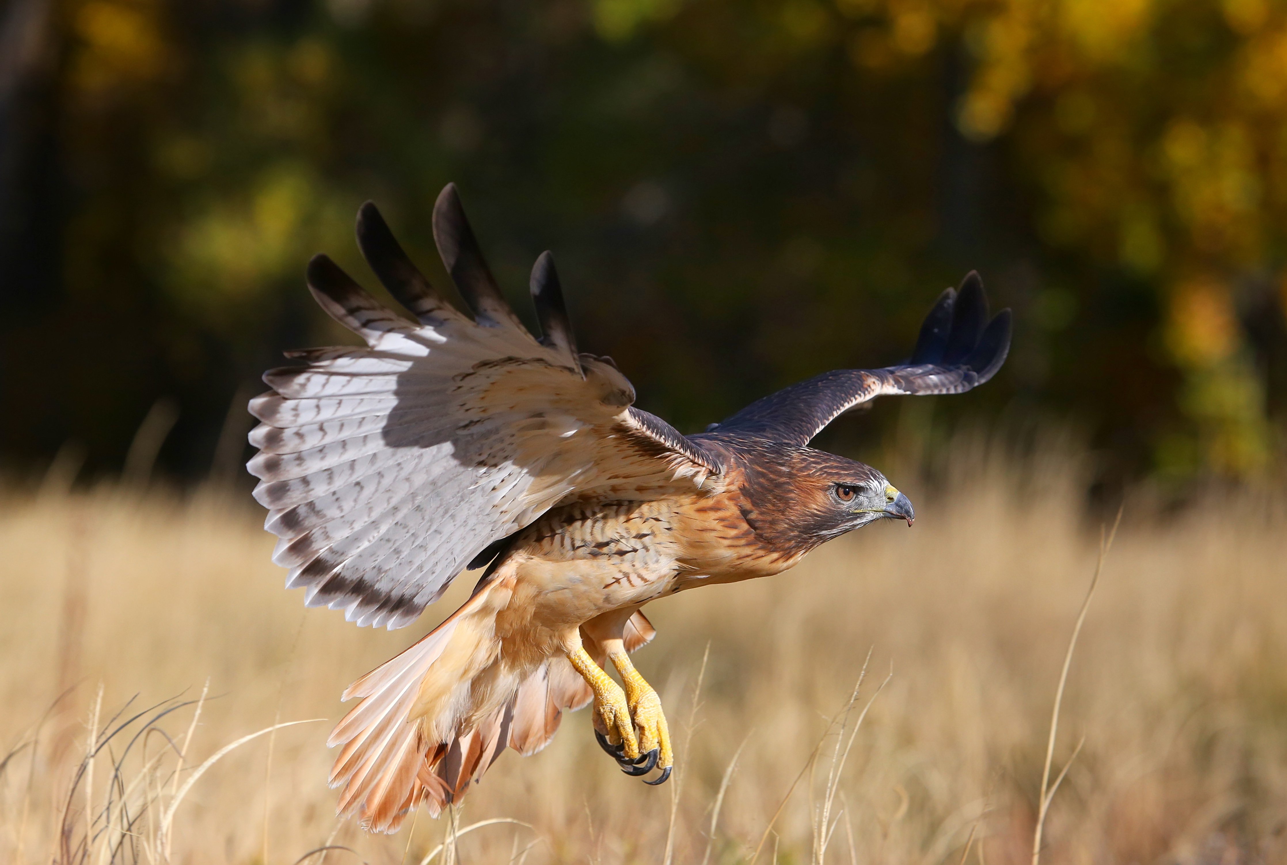 Top 10 Facts About Red Tailed And Other Hawks College Of Arts