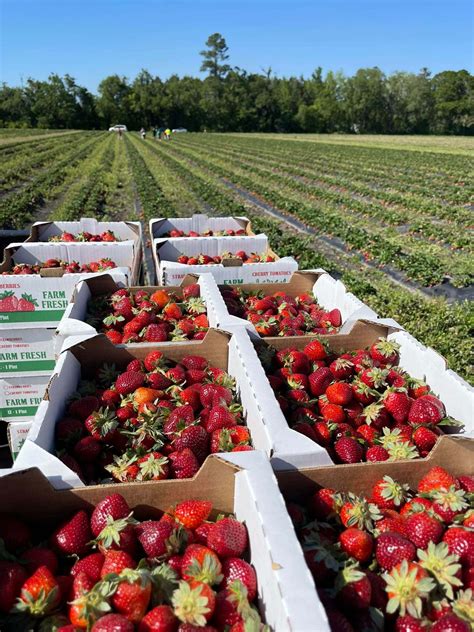 Top 15 Best Strawberry Farms In Florida That You Need To Visit