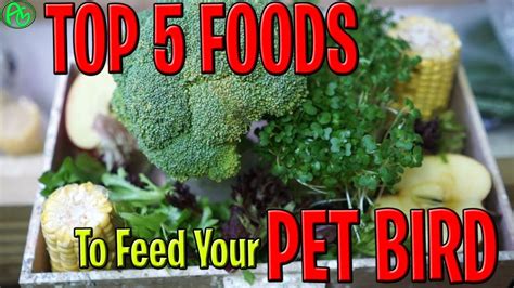 Top 5 Foods To Feed Your Pet Bird Pet Birds Diet What To Feed Birds