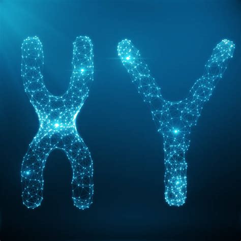 Top 60 Xy Chromosome Stock Photos Pictures And Images Istock