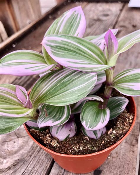 Tradescantia