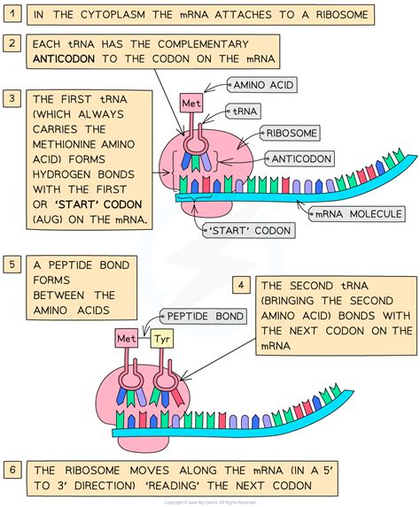 Translation Aqa A Level Biology Revision Notes 2017