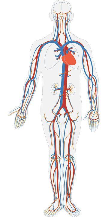 Transparent Human Body Showing Heart And Main Circulatory System