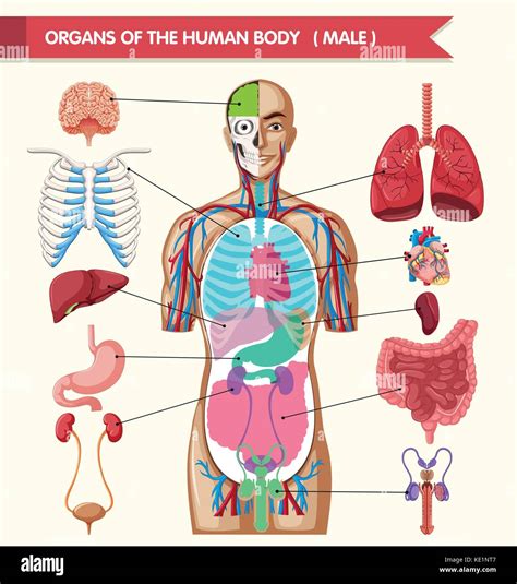 Transparent Human Full Body Organs