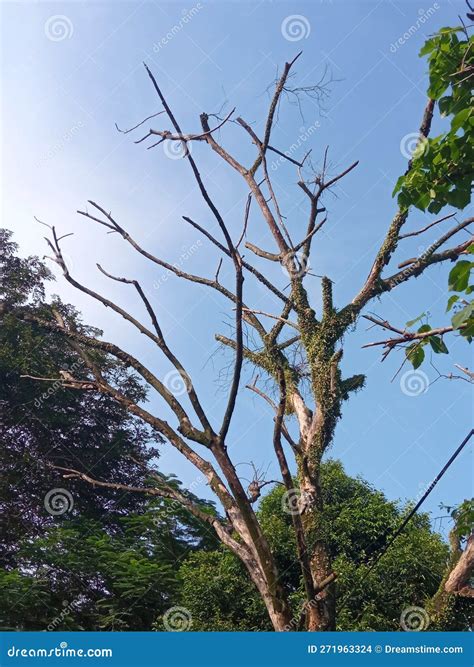 Tree Algae Blue Sky Pohon Langit Biru Lumut Leafless Daun Stock Photo