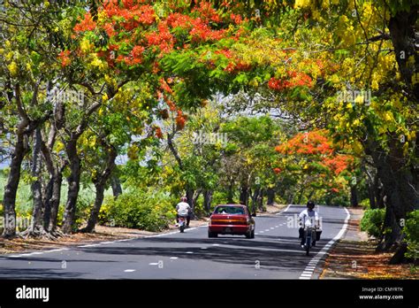 Tree Alley With Flamboyant Royal Poinciana And Lamburnum Trees With