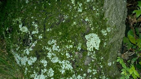 Tree And Algae