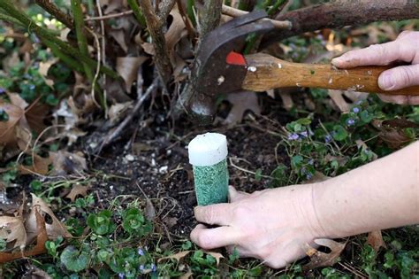 Tree Fertilizer Spikes