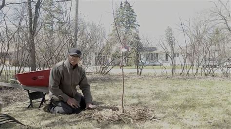 Tree Selection Planting Trees Winnipeg