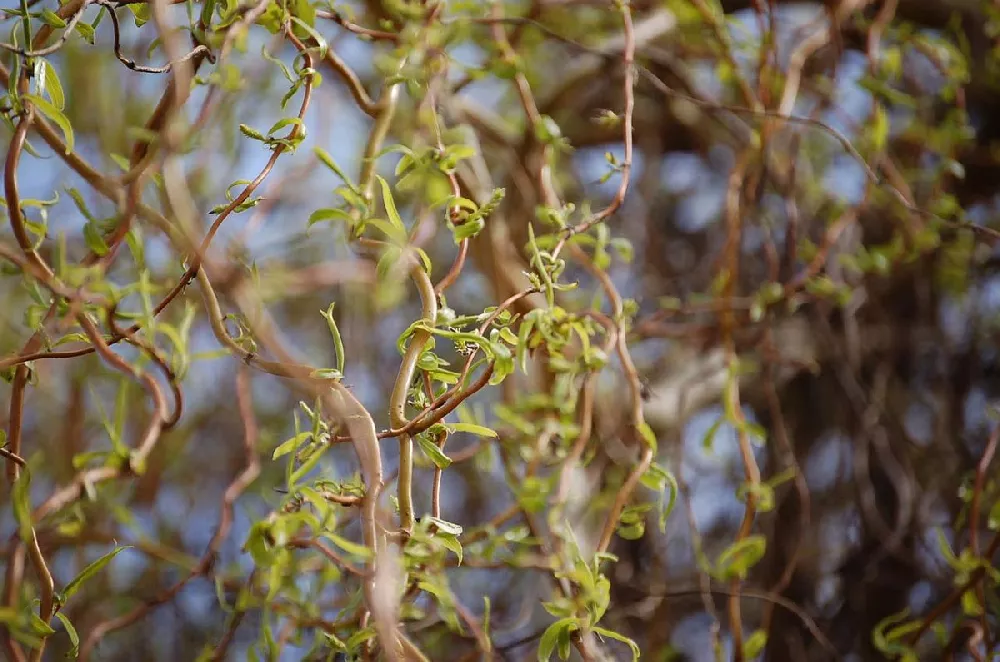 Trees Corkscrew Willow