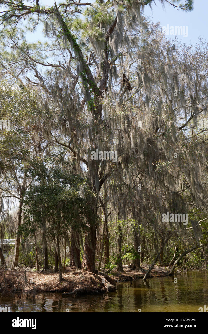 Trees Covered In Spanish Moss Tillandsia Usneoides Florida Usa