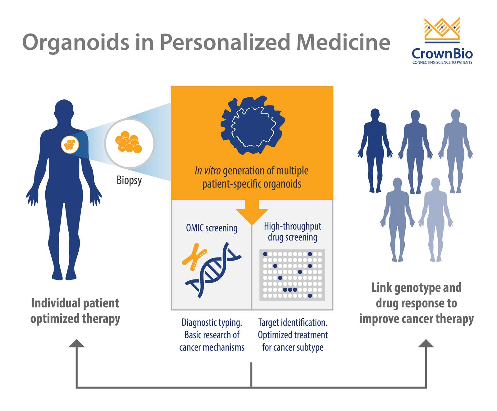 Trending Organoids In Cancer Research