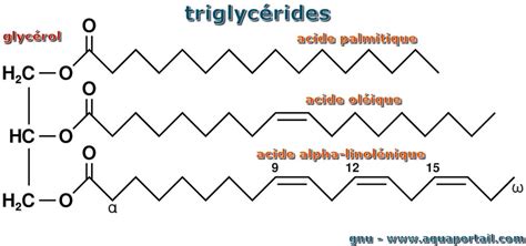 Triglyc Ride D Finition Et Explications