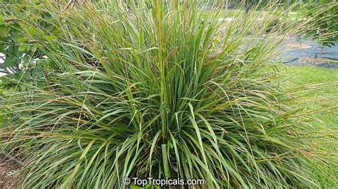 Tripsacum Dactyloides Fakahatchee Grass