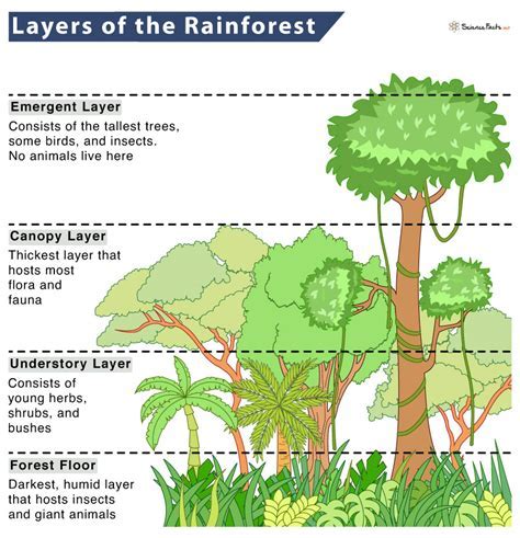 Tropical Rainforest No Animals Drarling