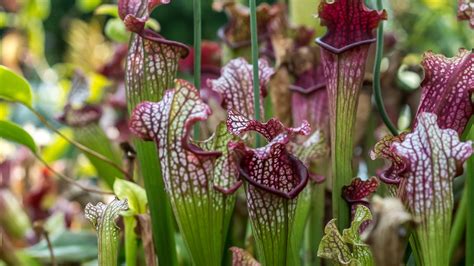 Trumpet Pitcher Plant Sarracenia Cvs