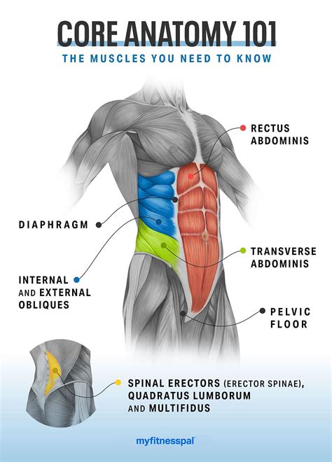 Trunk Anatomy Guide: Core Strength