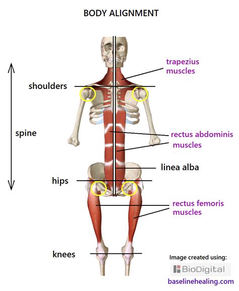 Trunk Muscles Explained: Better Posture