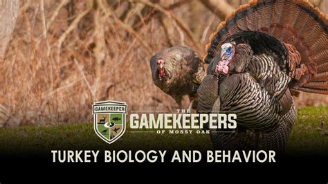 Turkey Biology And Behavior Youtube