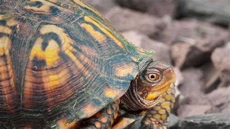 Turtles Hibernation: Expert Care Tips Inside