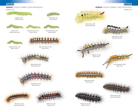 Tussock Moth Caterpillar Id Guide