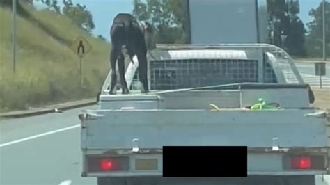 Twitter Reacts As Dog Stuck On Hot Ute On Bruce Highway Gympie Video