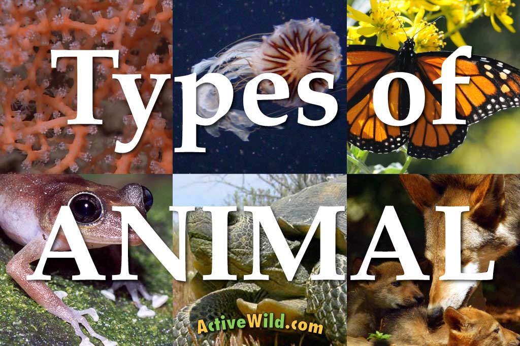 Types Of Animals