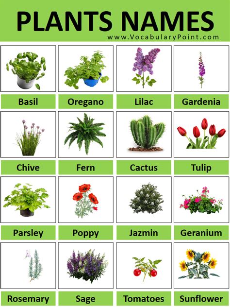 Types Of Plants Pictures And Names Infoupdate Org