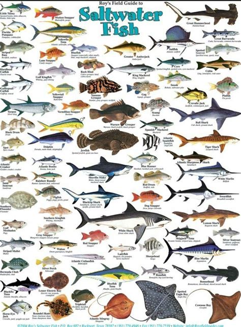 Types Of Salt Water Fish Www Facebook Com Groups Nauticalboss Fish