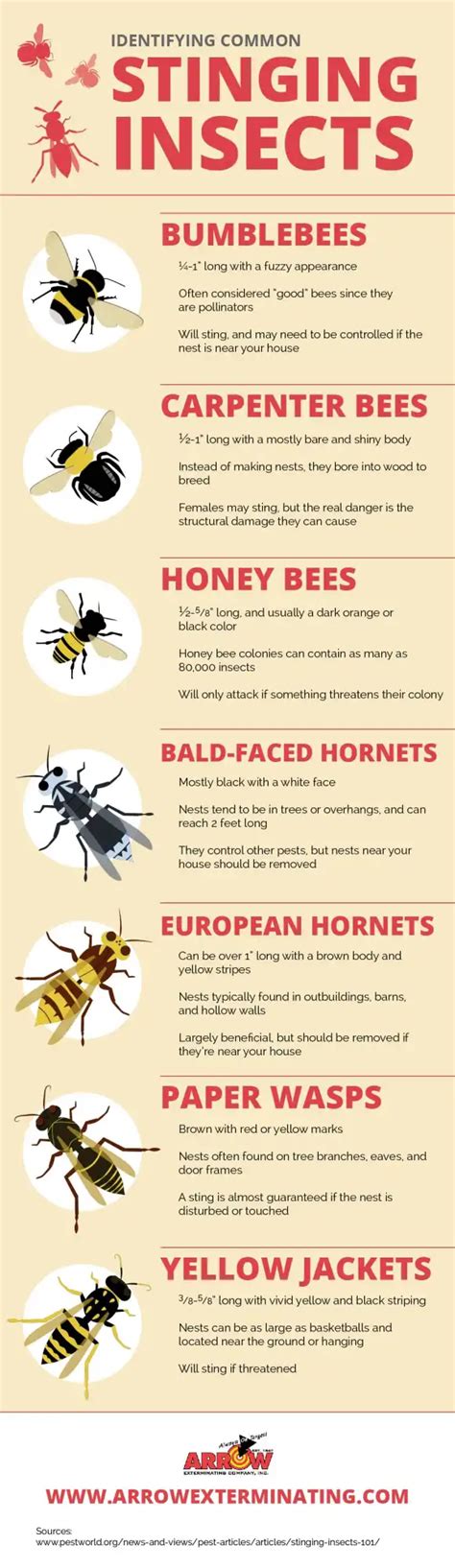 Types Of Stinging Insects