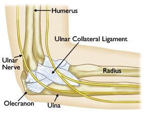 Ucl Injuries Of The Elbow Cincinnati Elbow Ucl Injuries Dayton Oh