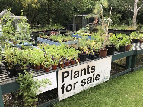 Uf Plant Sale 2024 Guide: Top Picks