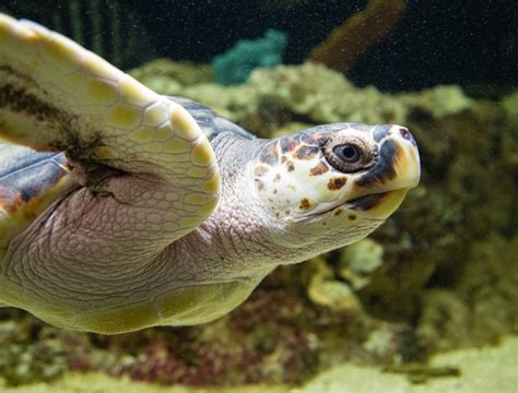 Uga Marine Education Center And Aquarium Photos