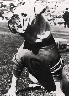 Uga The Mascot