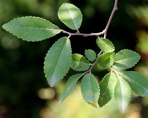 Ulmus Parvifolia